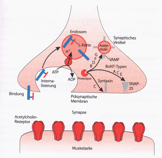 Wirkschema BTX